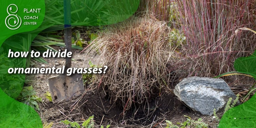 how to divide ornamental grasses