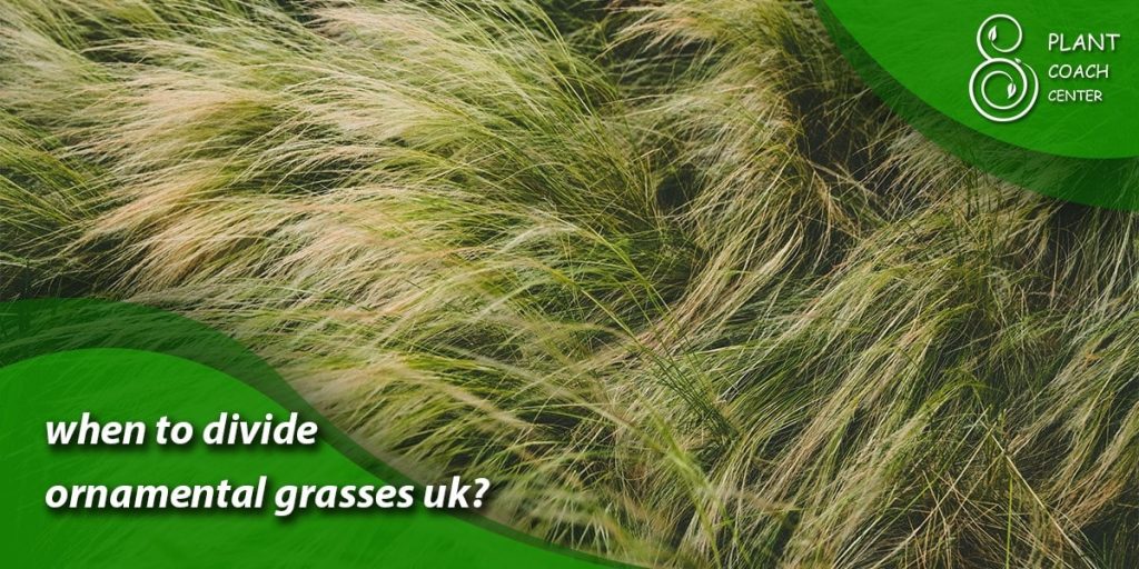 when to divide ornamental grasses uk