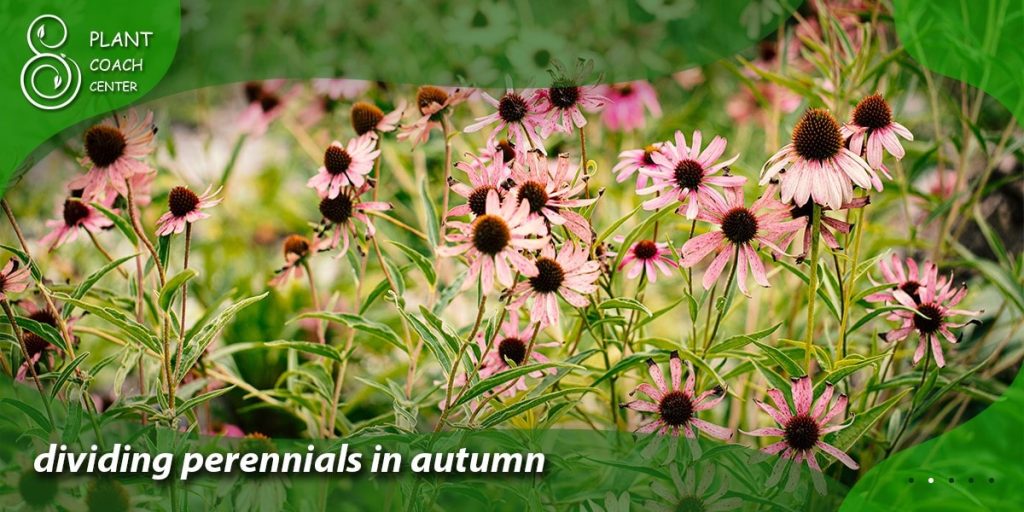 dividing perennials in autumn