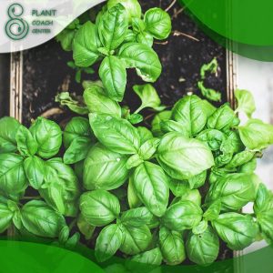 When to Grow Basil?