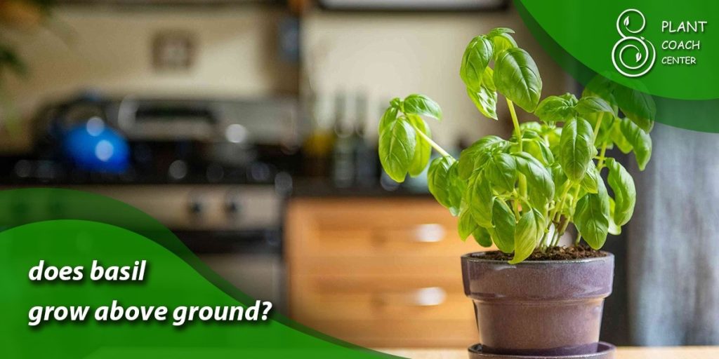 does basil grow above ground