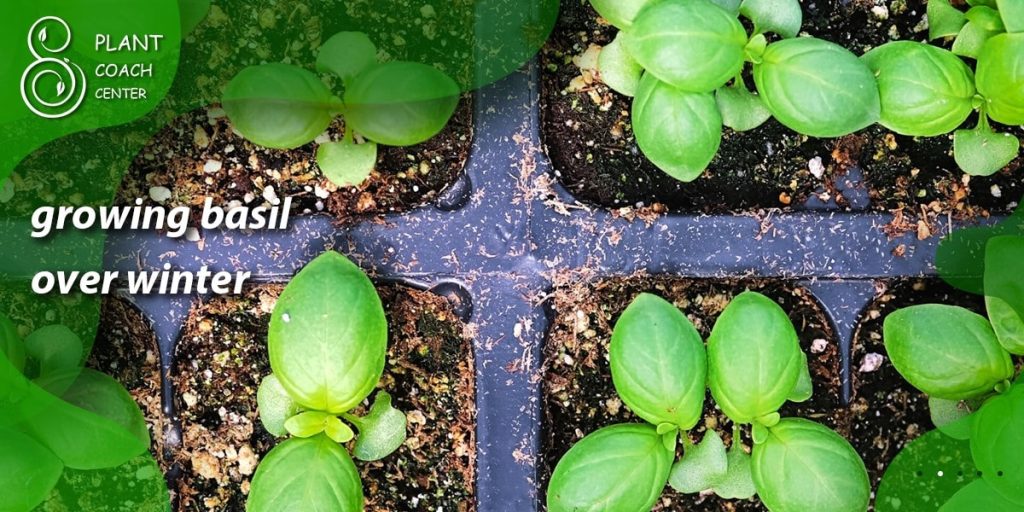 growing basil over winter