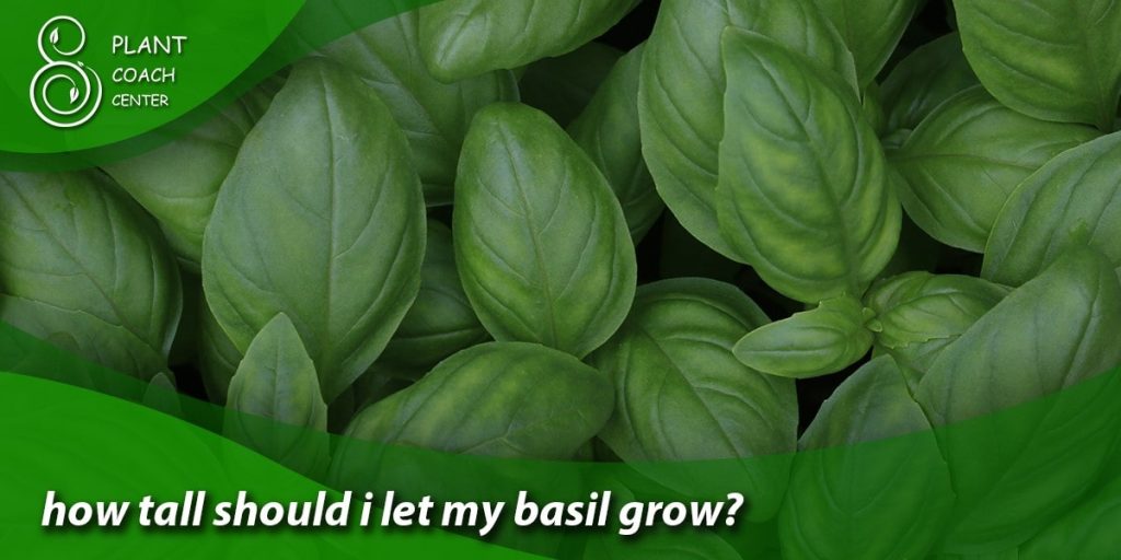 how tall should i let my basil grow