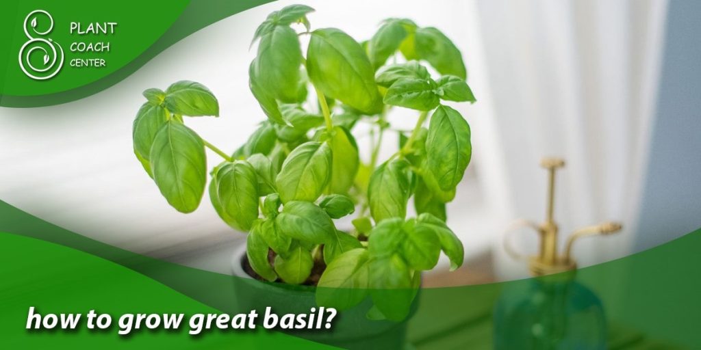 how to grow great basil