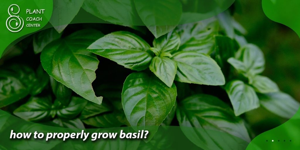 how to properly grow basil