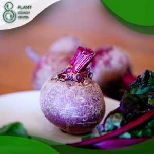 When to Grow Beetroot?