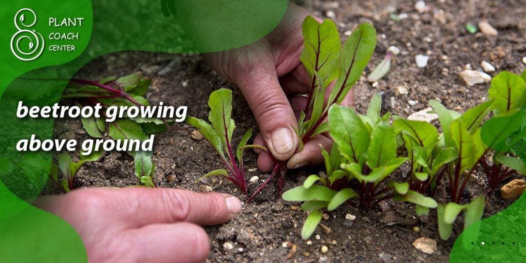 beetroot growing above ground