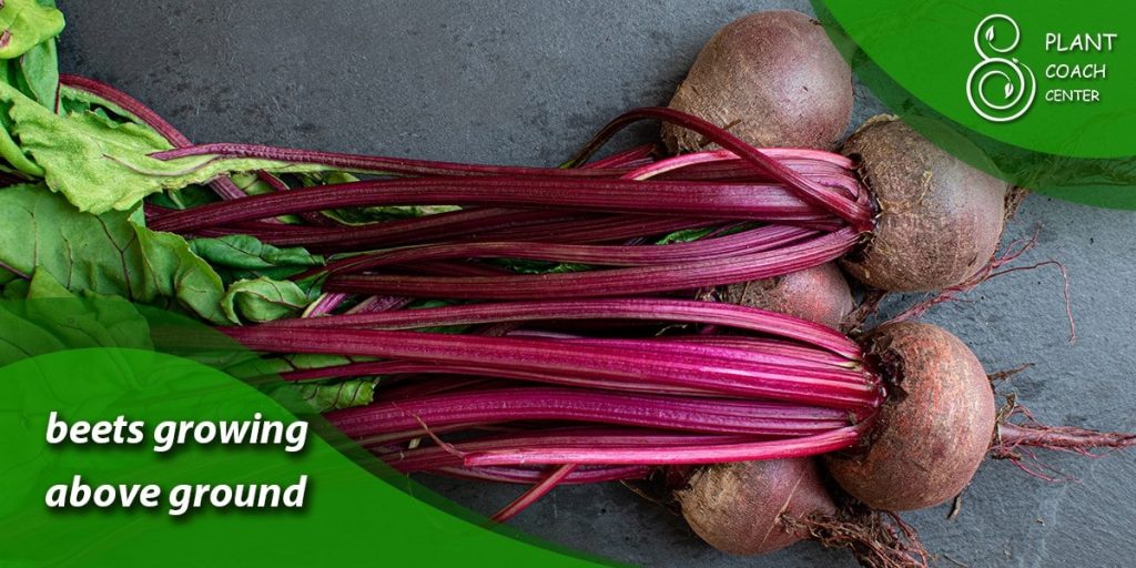 beets growing above ground