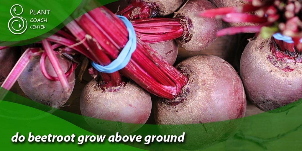 do beetroot grow above ground