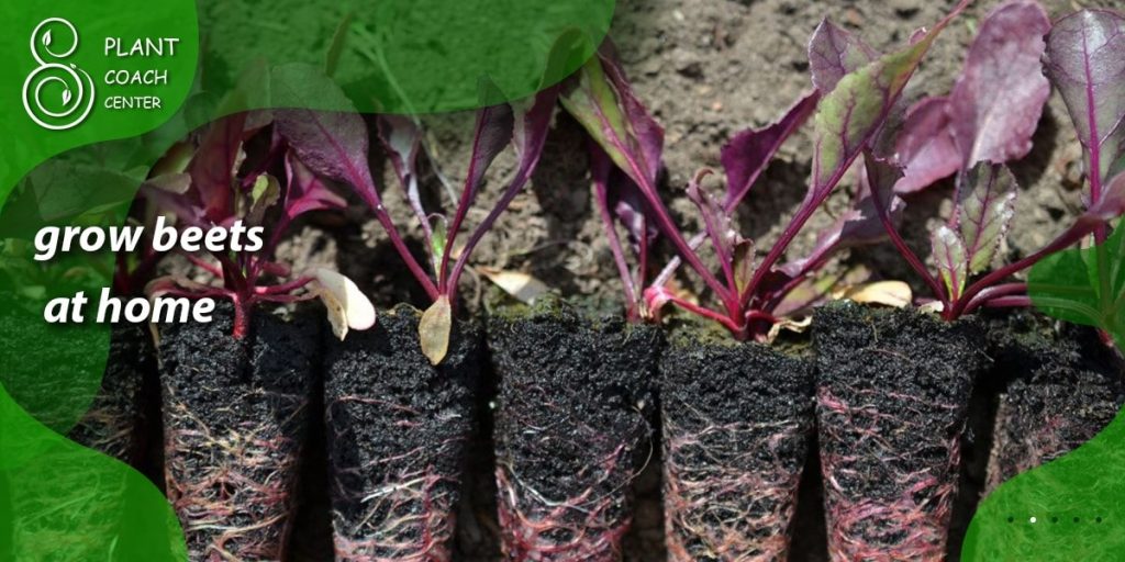 grow beets at home