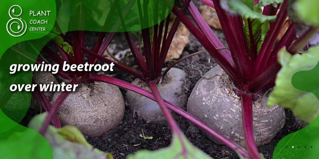 growing beetroot over winter