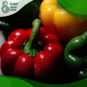 When to Grow Bell Peppers?