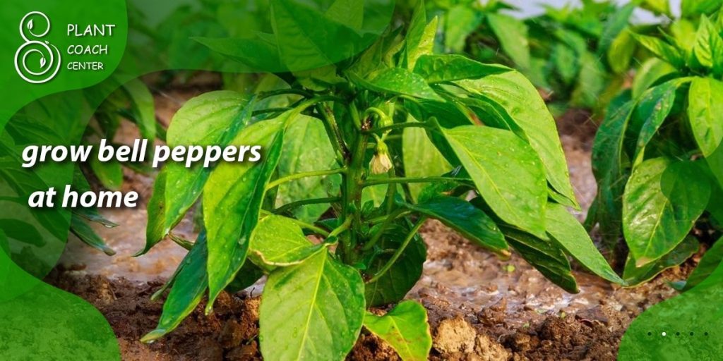 grow bell peppers at home