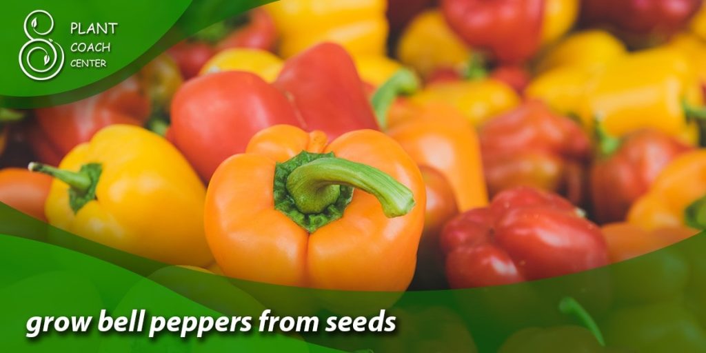 grow bell peppers from seeds