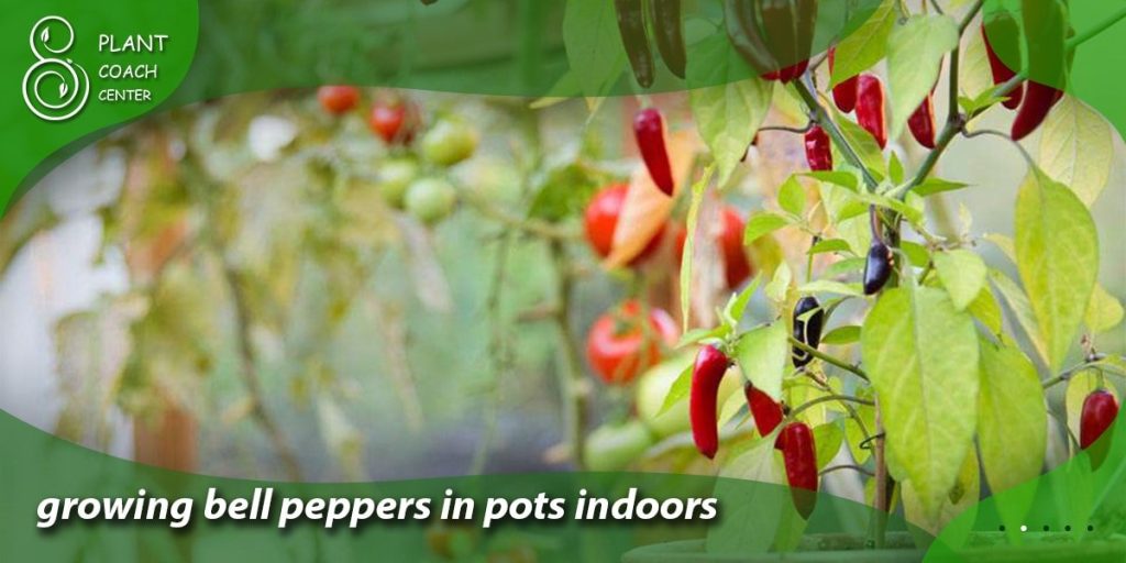 growing bell peppers in pots indoors