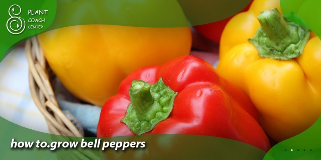 how to.grow bell peppers