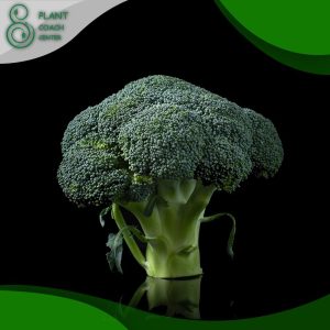When to Grow Broccoli?