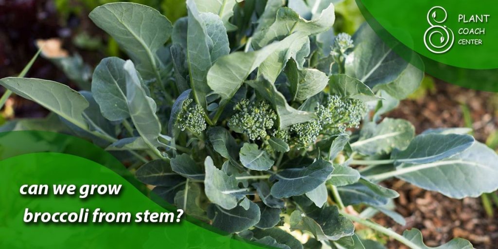 can we grow broccoli from stem