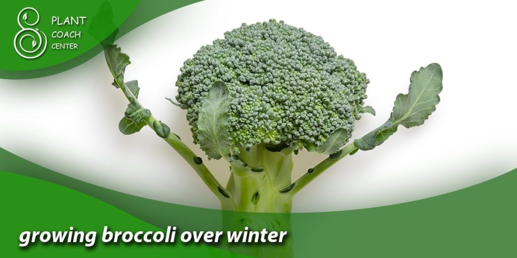 growing broccoli over winter