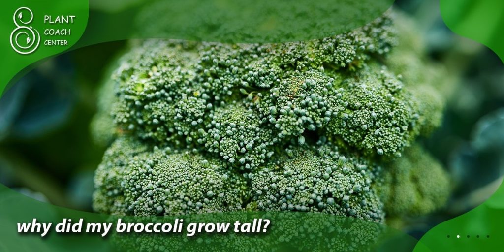 why did my broccoli grow tall