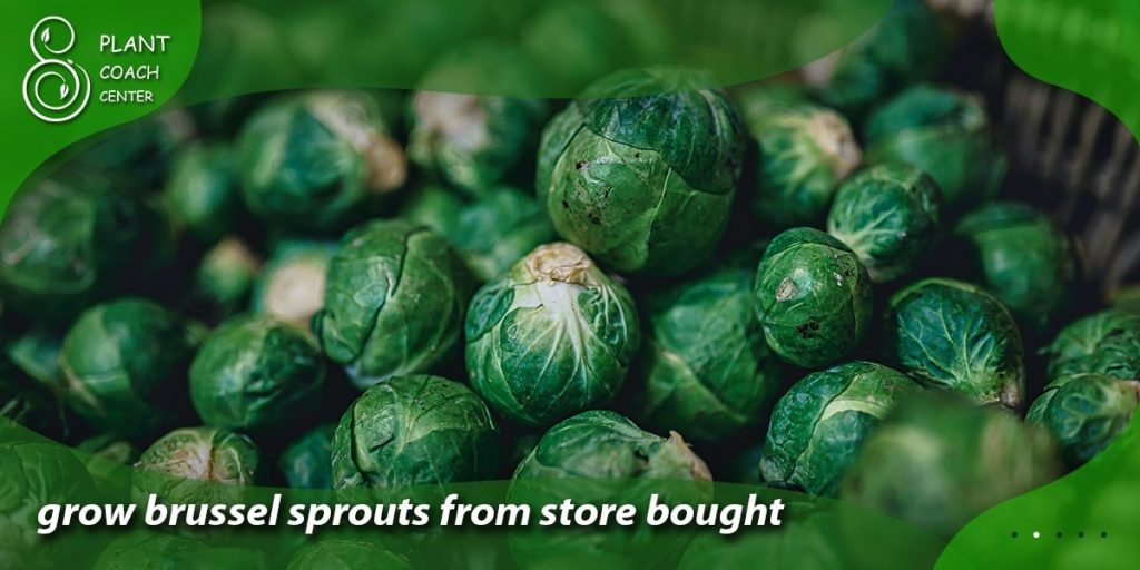 grow brussel sprouts from store bought