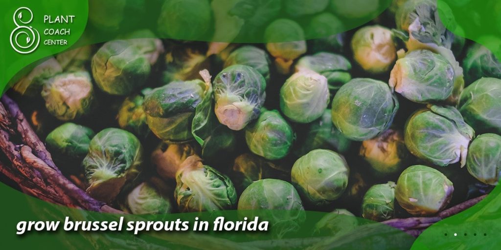 grow brussel sprouts in florida