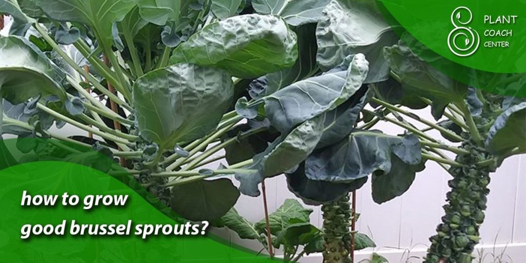 how to grow good brussel sprouts