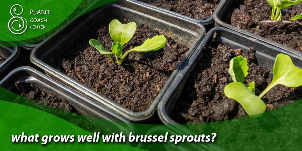 what grows well with brussel sprouts