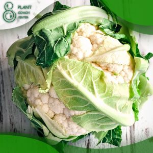 When to Grow Cauliflower?