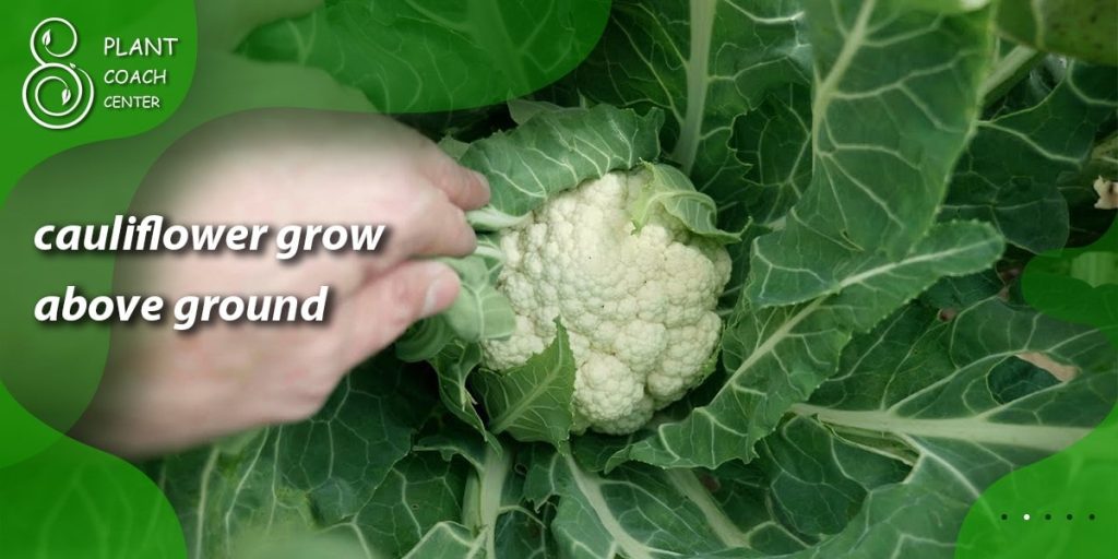 cauliflower grow above ground