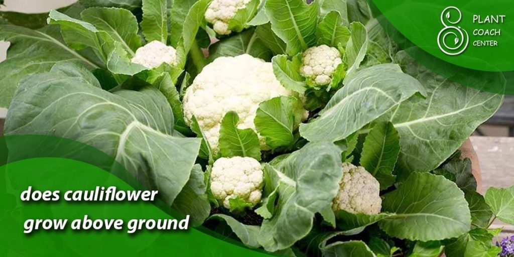 does cauliflower grow above ground