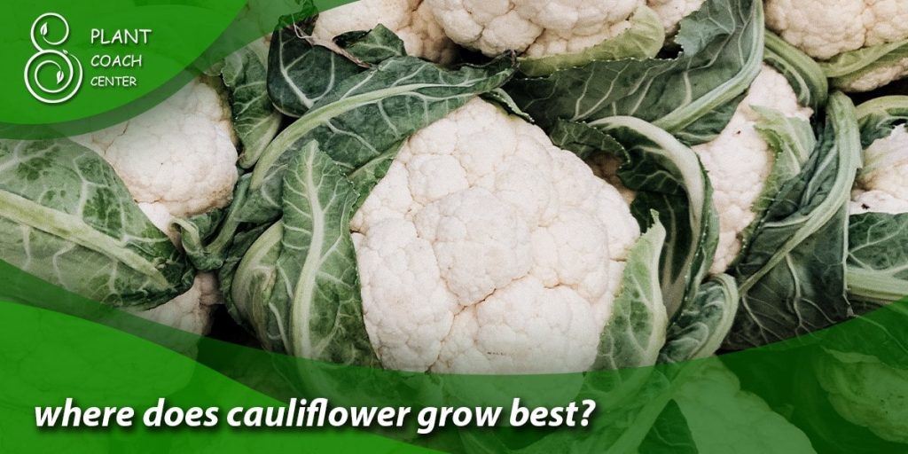 where does cauliflower grow best