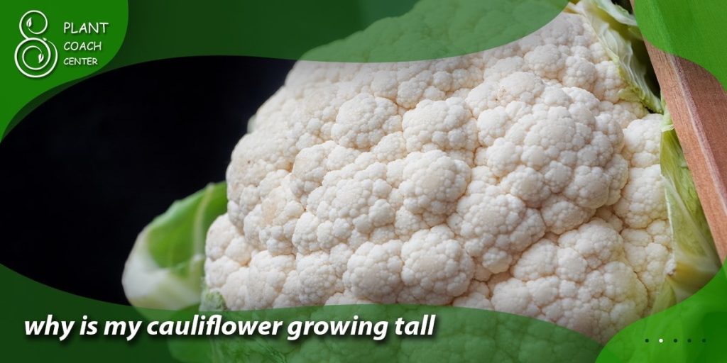 why is my cauliflower growing tall