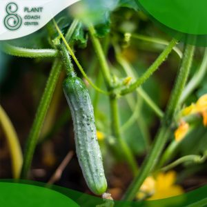 When to Grow Cucumbers?