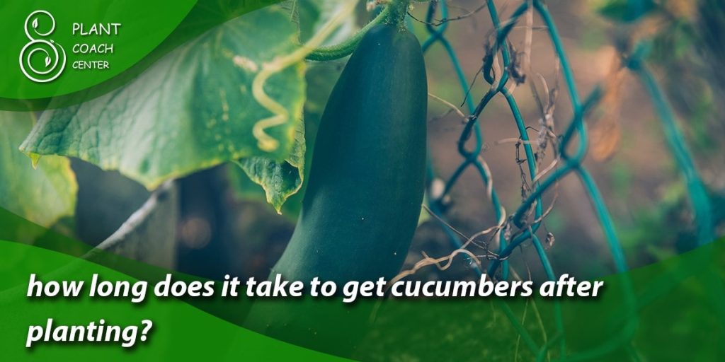 how long does it take to get cucumbers after planting