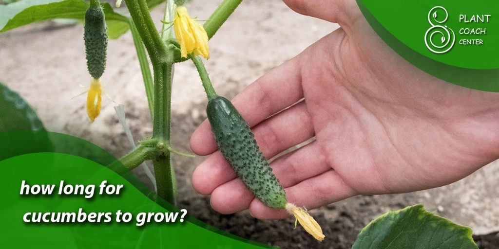 how long for cucumbers to grow