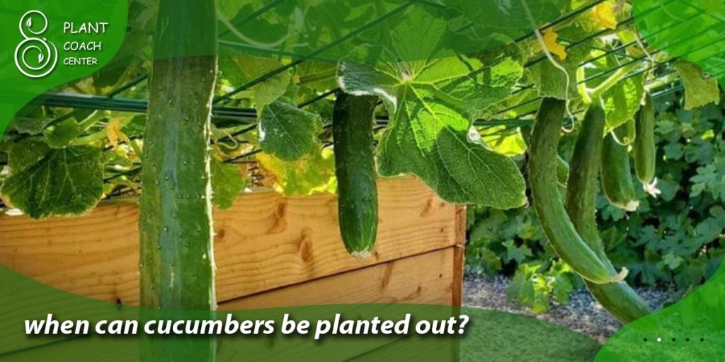 when can cucumbers be planted out