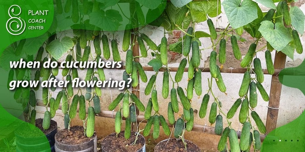 when do cucumbers grow after flowering