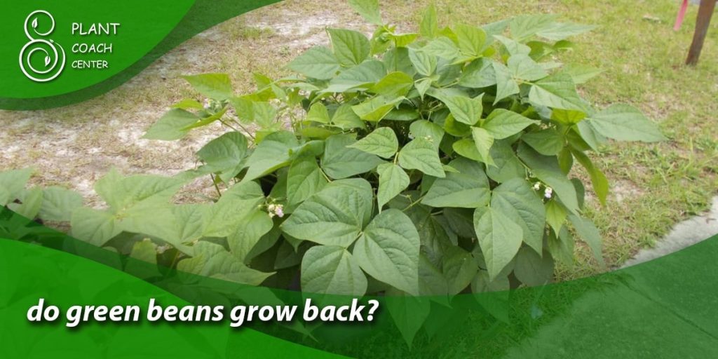 do green beans grow back