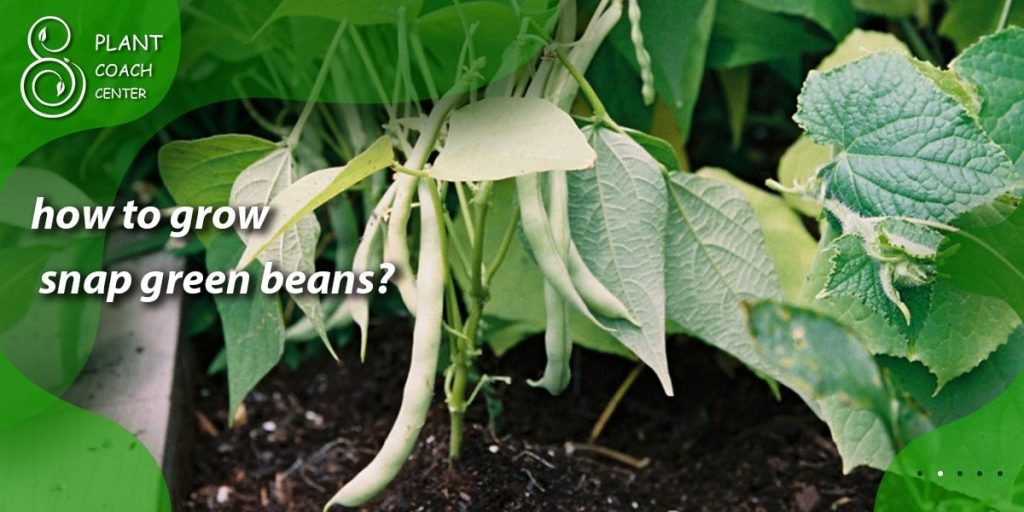 how to grow snap green beans