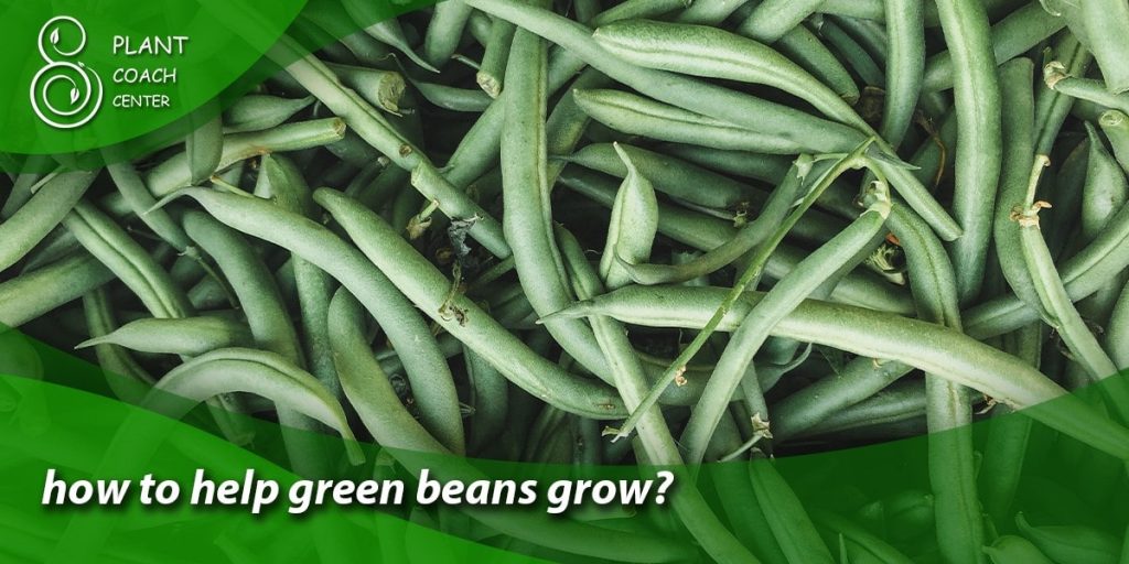 how to help green beans grow