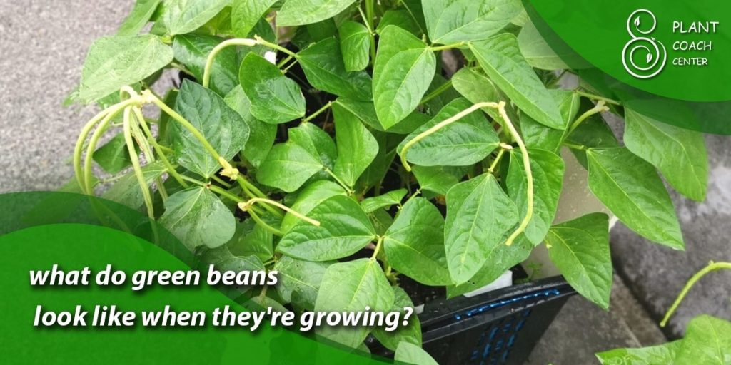 what do green beans look like when they're growing