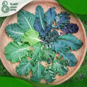 When to Grow Kale?