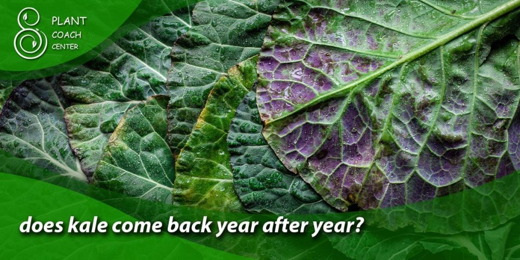 does kale come back year after year