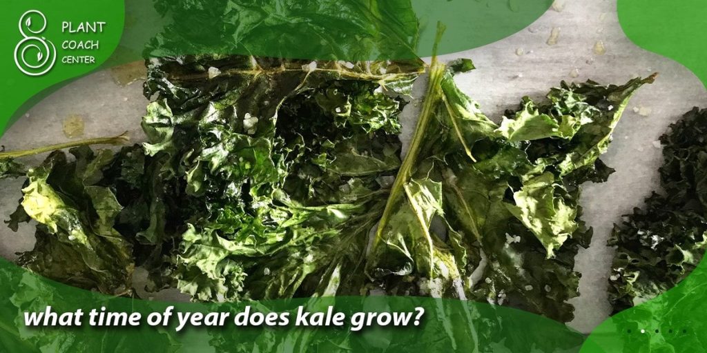 what time of year does kale grow