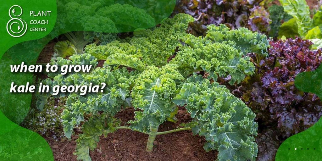 when to grow kale in georgia