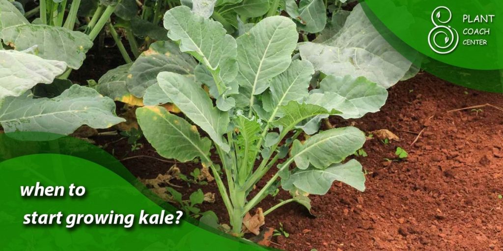 when to start growing kale