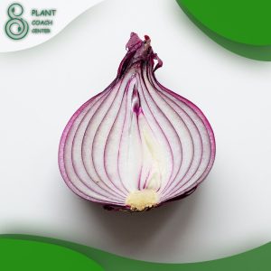 When to Grow Onions?
