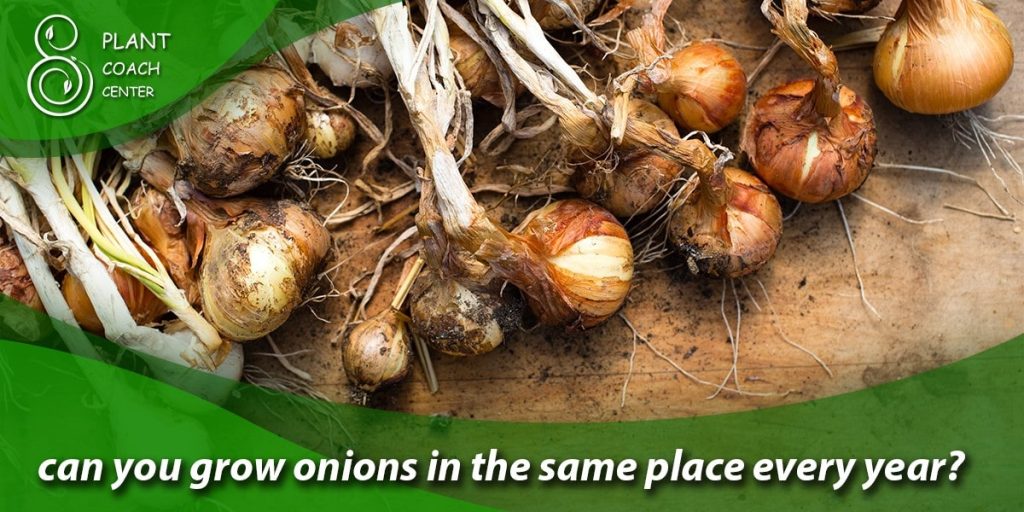 can you grow onions in the same place every year