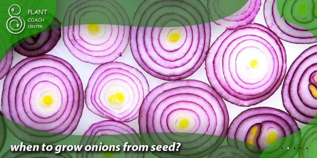 when to grow onions from seed